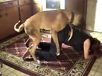 Dog fucking a fully clothed babe from behind